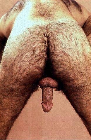 Featured bear