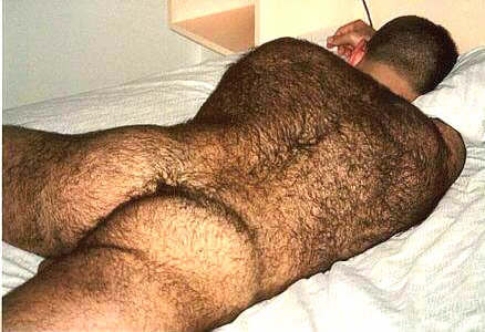 Featured bear